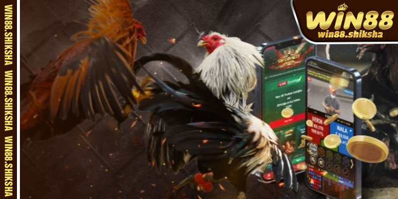 Sự Hấp Dẫn Khó Cưỡng Của Đá Gà Cựa Dao Tại Win88